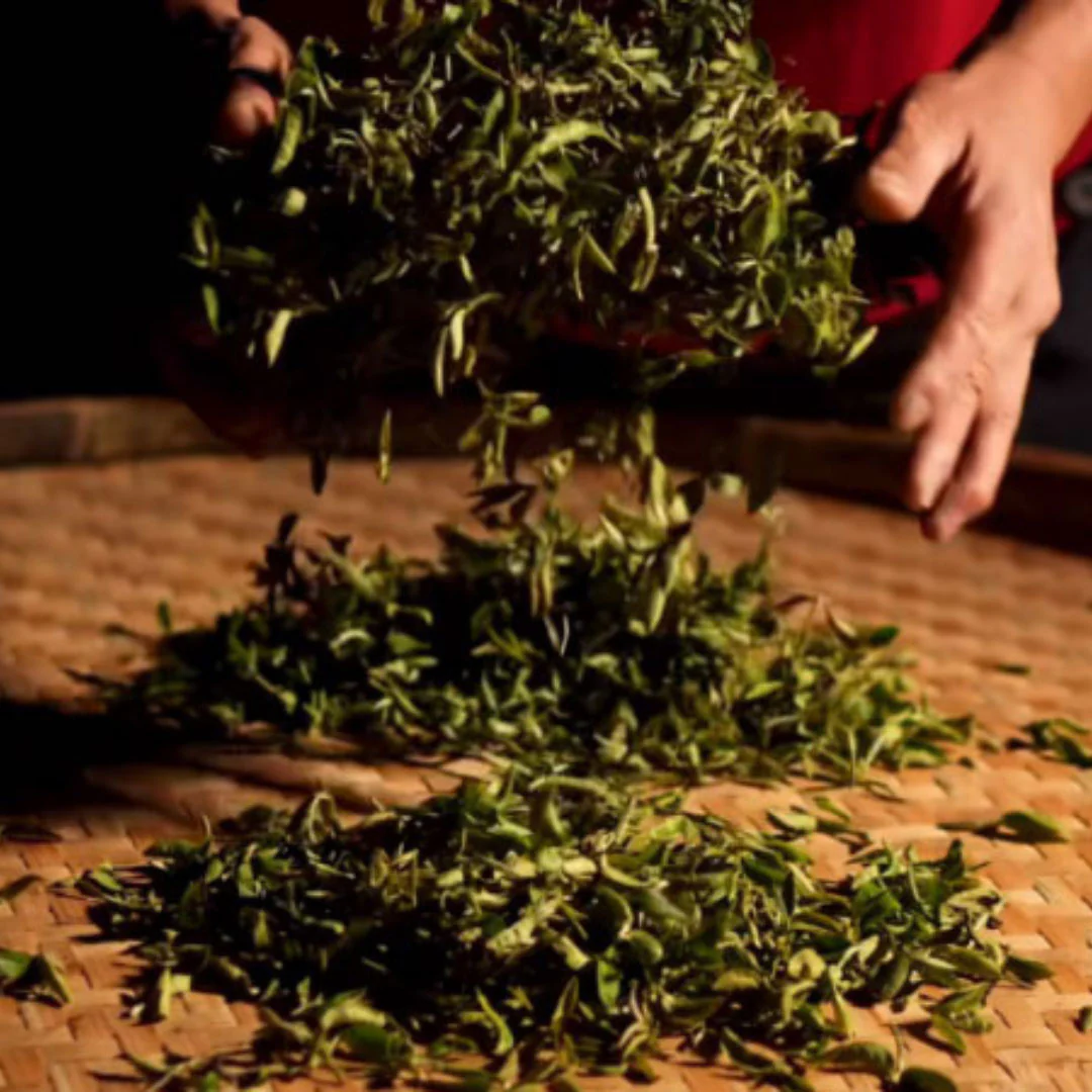 Nocturnal | Oolong Tea - Image 8