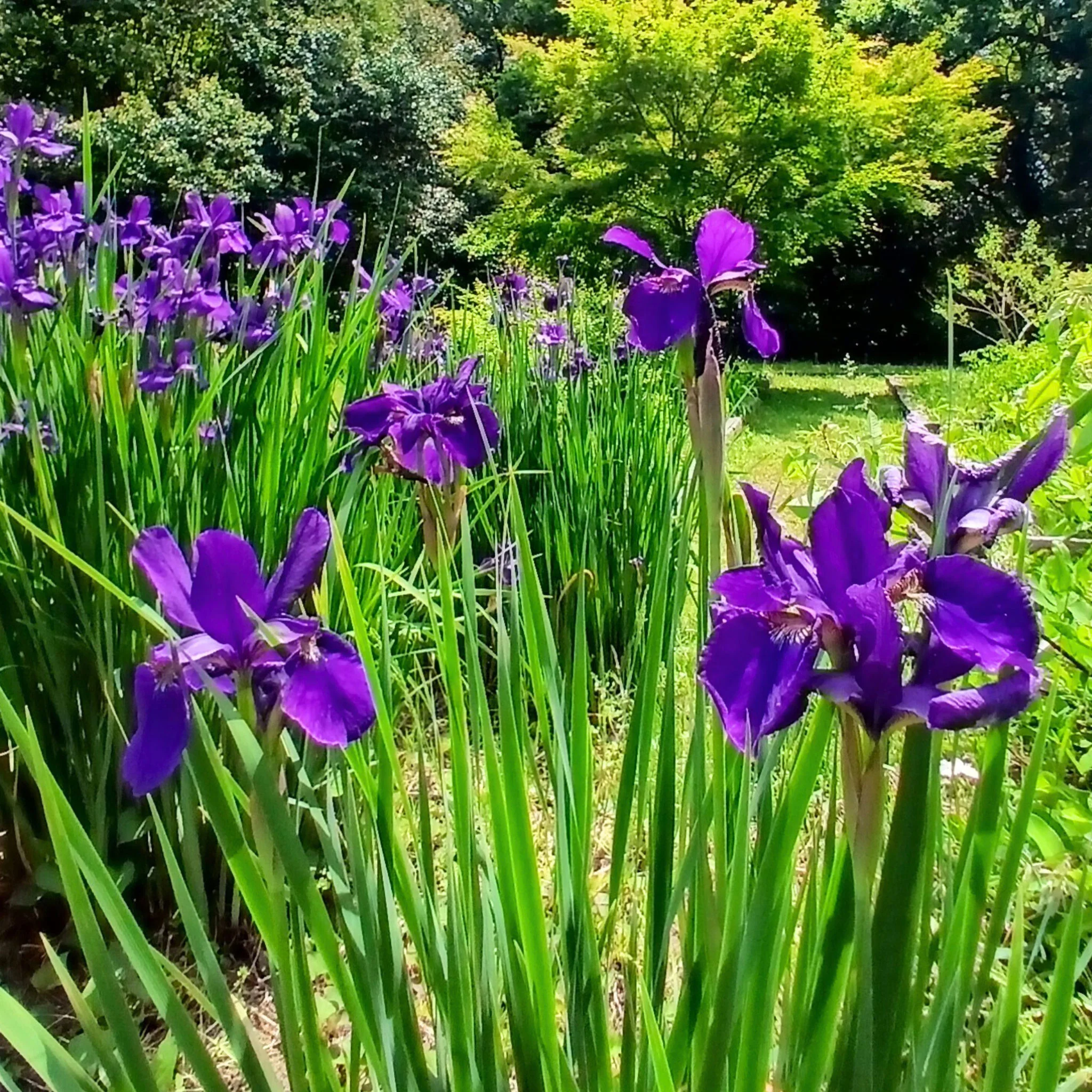Purple Iris Sencha | Green Tea - Image 5