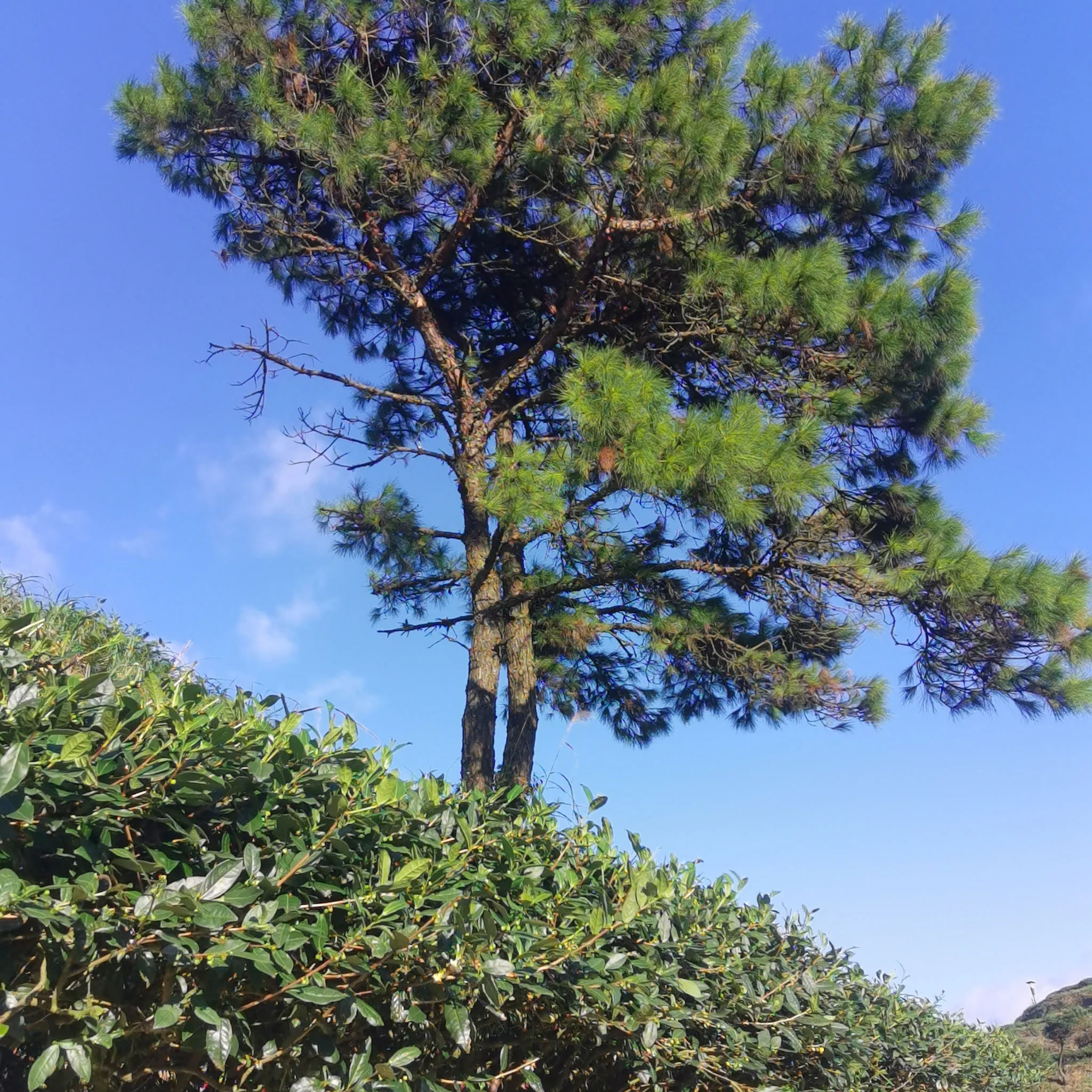 Quiet Creek Tieguanyin | Oolong Tea - Image 3