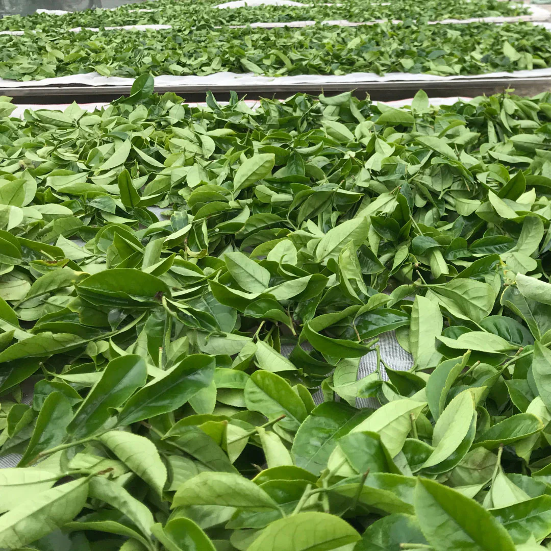 Quiet Creek Tieguanyin | Oolong Tea - Image 4