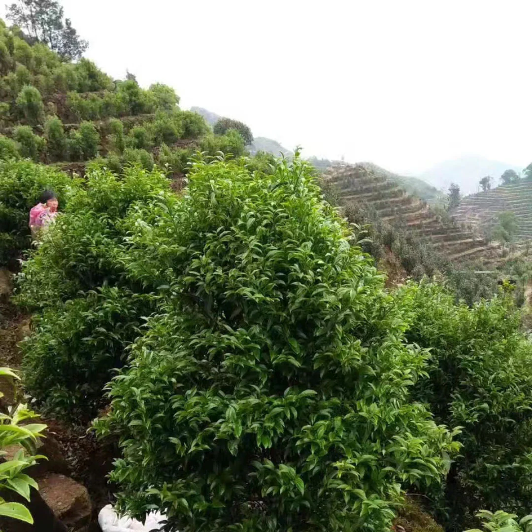 Raven Leaf Dan Cong | Oolong Tea - Image 3