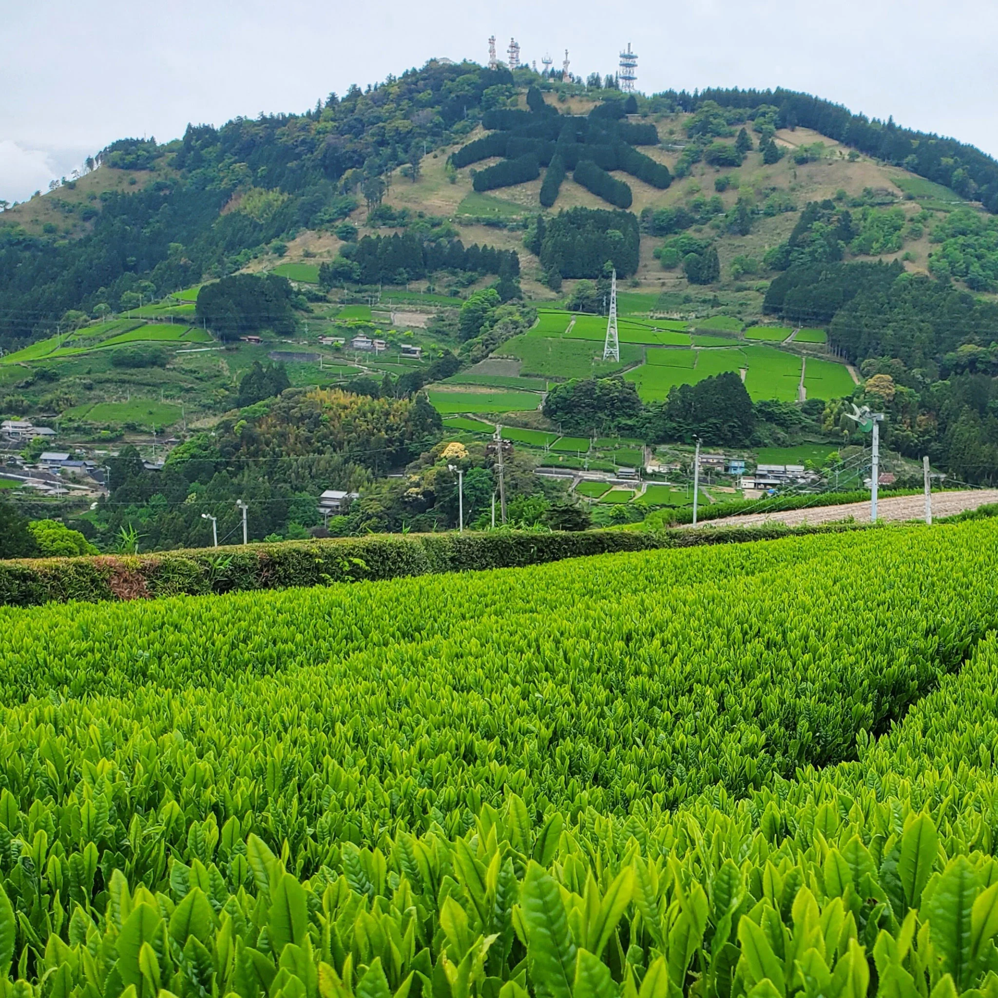 Scenic Mountain Sencha | Green Tea - Image 3