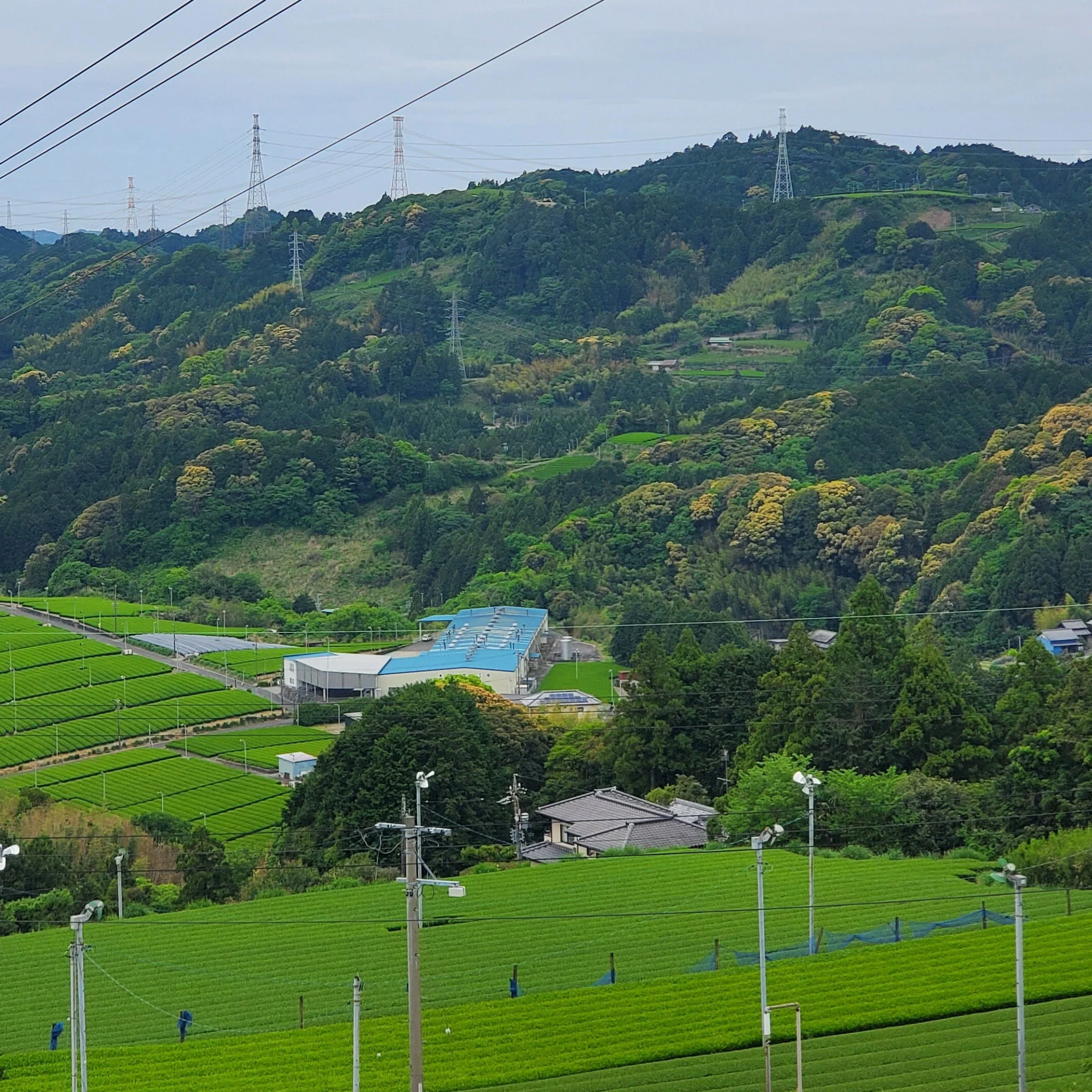 Scenic Mountain Sencha | Green Tea - Image 4