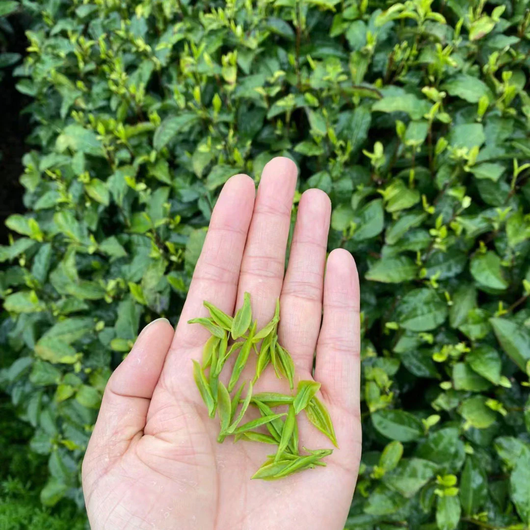 Story & Lore Dragonwell | Green Tea - Image 4