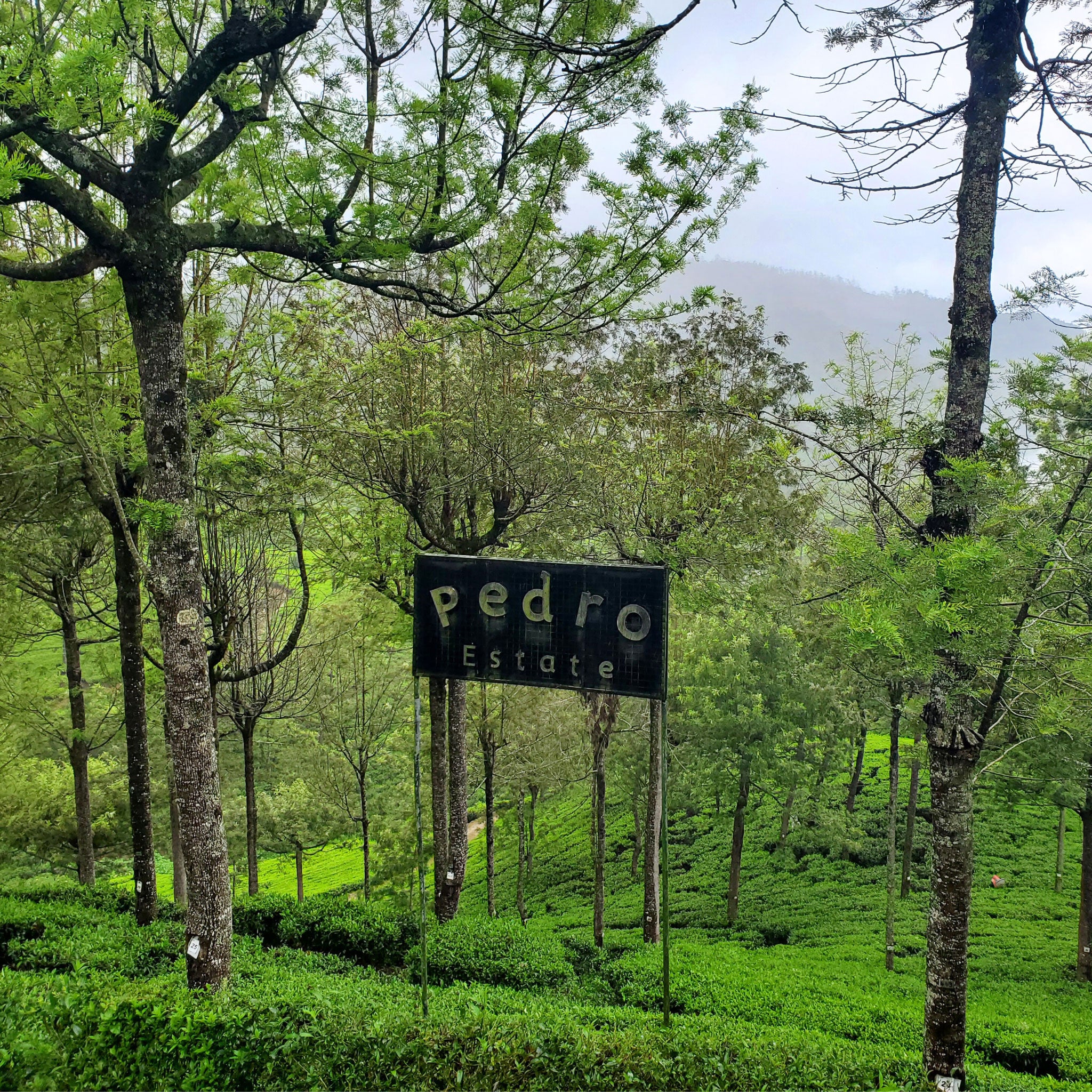 Foggy Mountain Ceylon | Black Tea - Image 4
