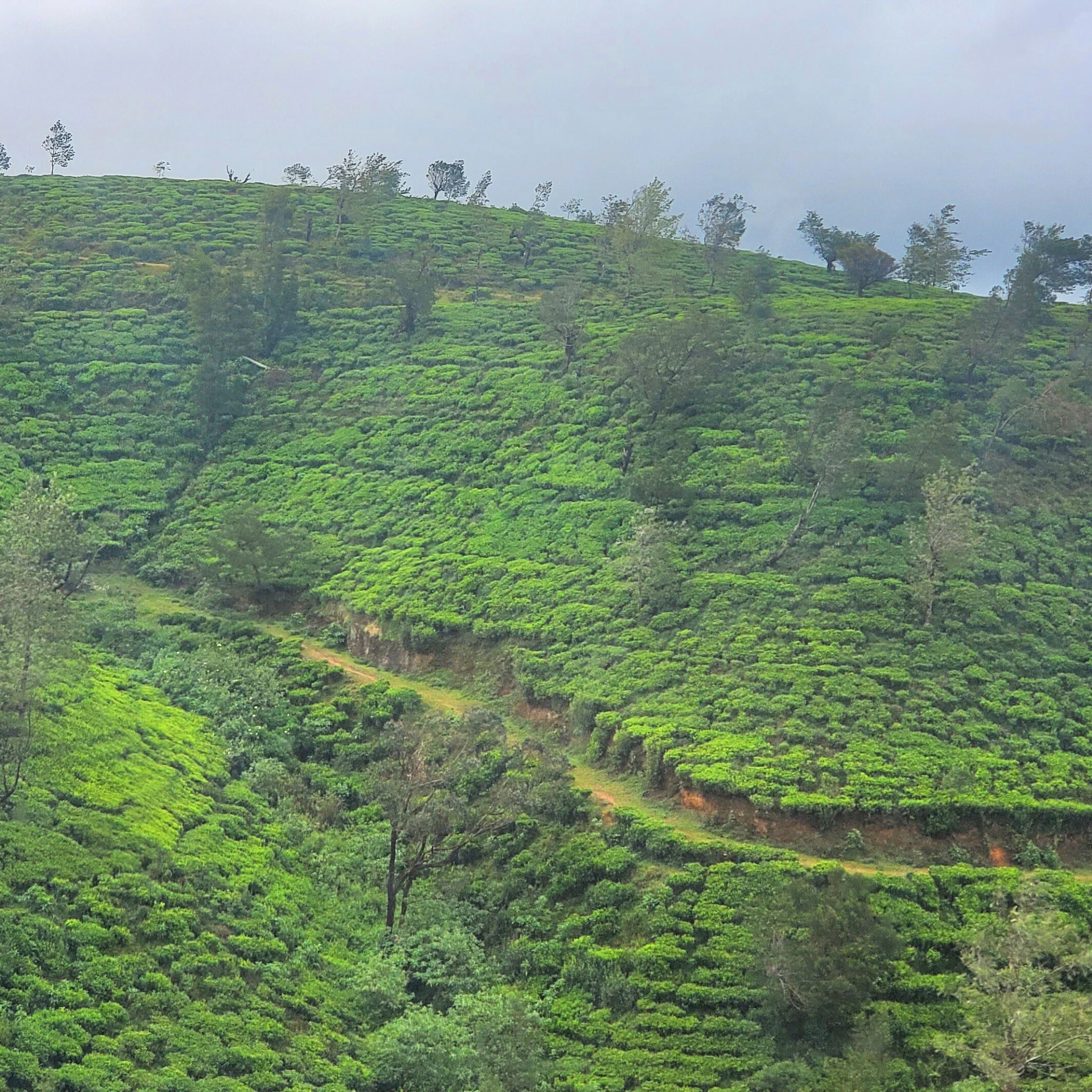 The Winding Roads of Ceylon | Black Tea - Image 3
