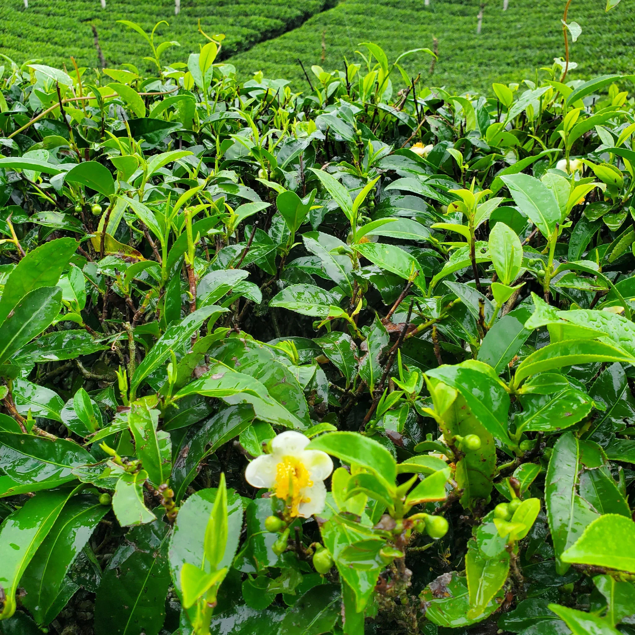 The Winding Roads of Ceylon | Black Tea - Image 4