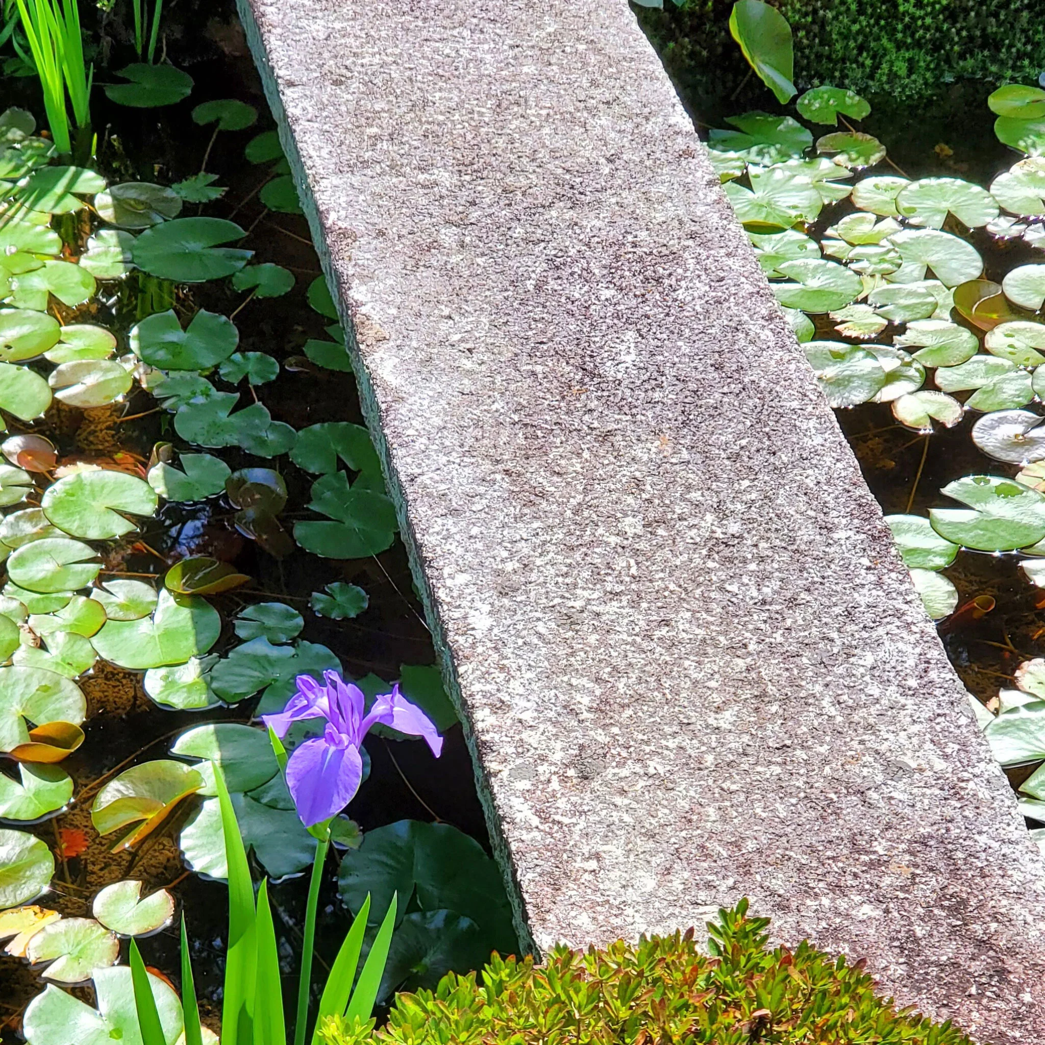 Waterlily Sencha | Green Tea - Image 3