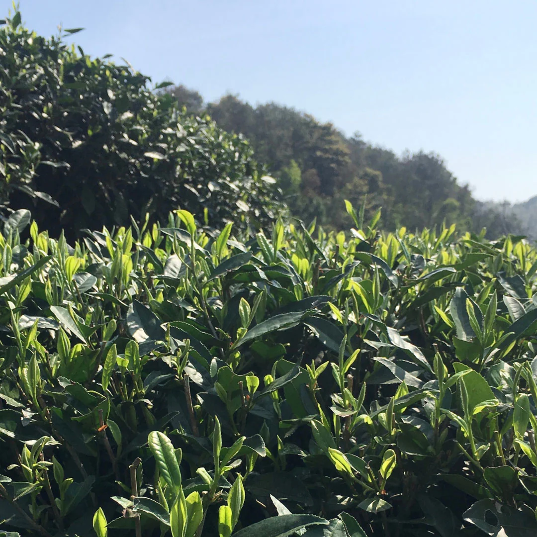 Wildflower White Tea - Image 3