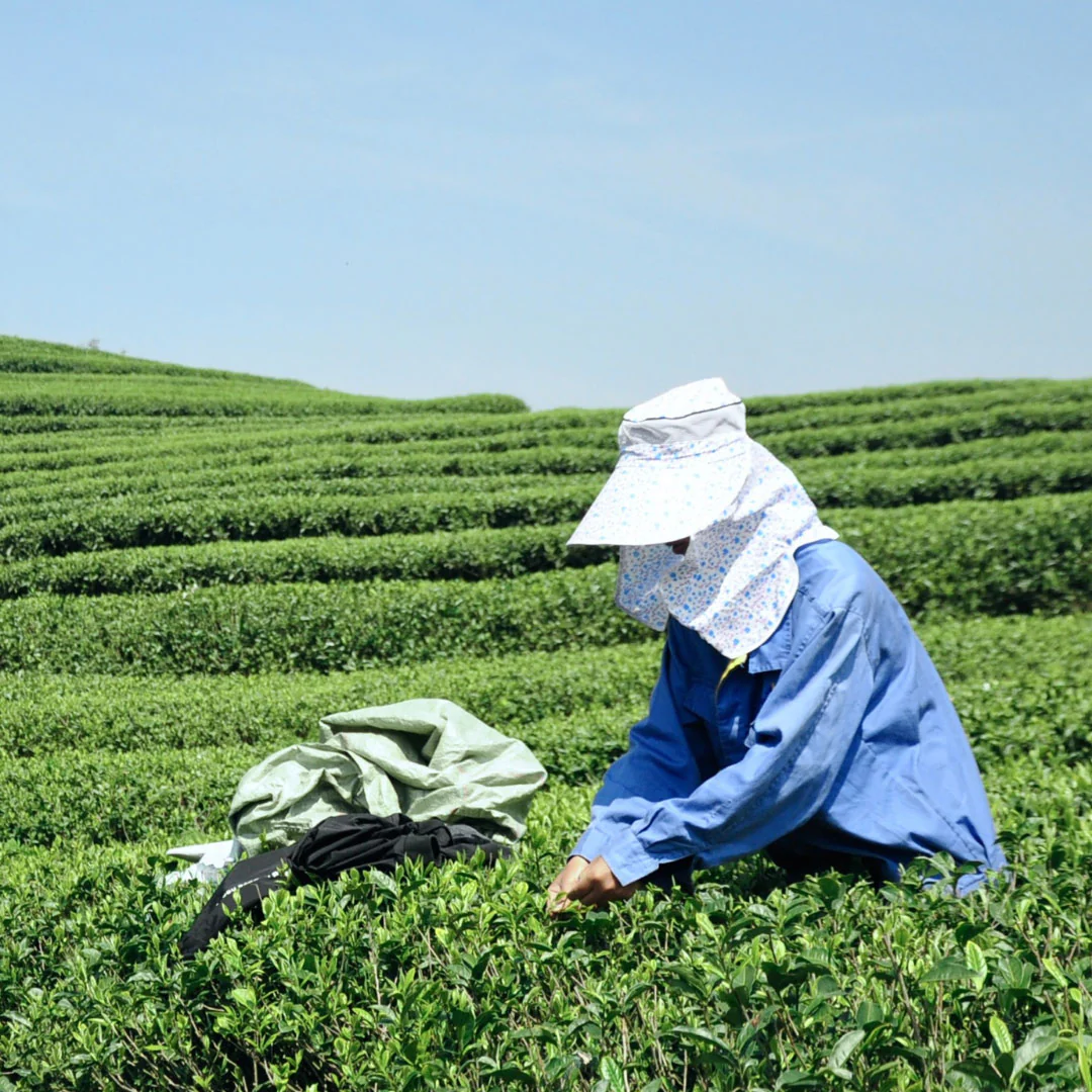 Wildflower White Tea - Image 4