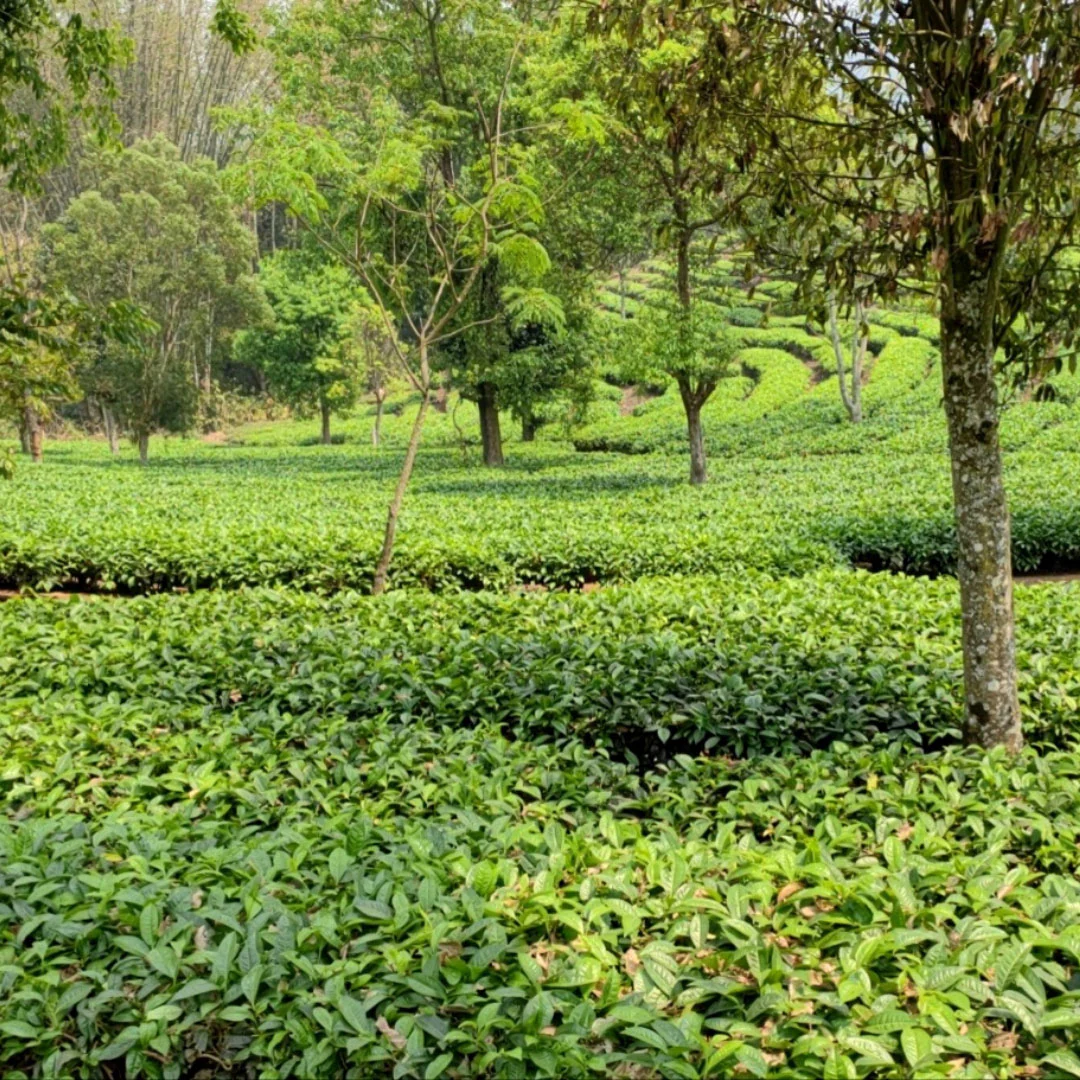 Yellow Mountain Top | Green Tea - Image 3