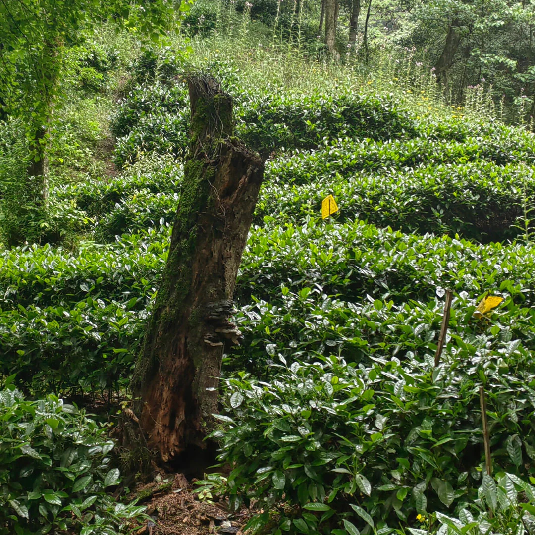 Yellow Mountain Top | Green Tea - Image 4