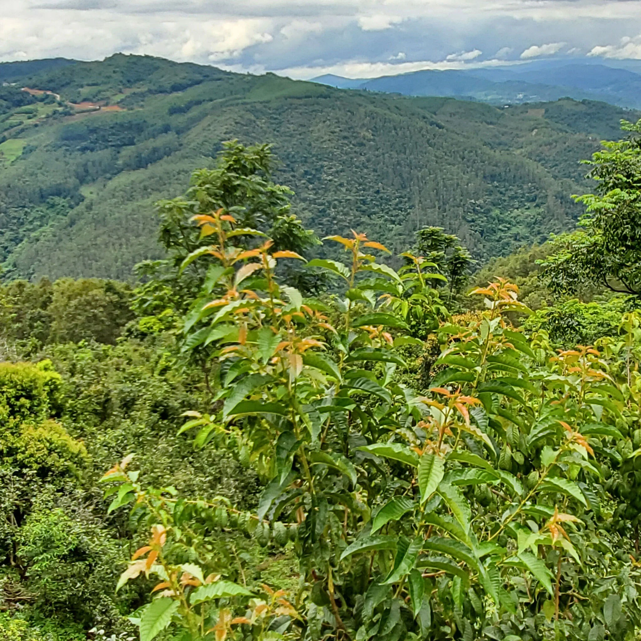 Yodeling Yunnan | Black Tea - Image 4